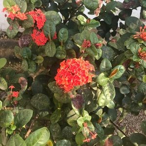 Meet your Posher, Francis